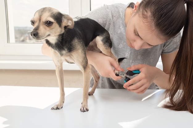 Governare gli artigli di un cane