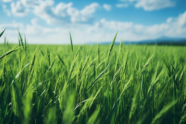 Grafica della natura del campo di erba verde