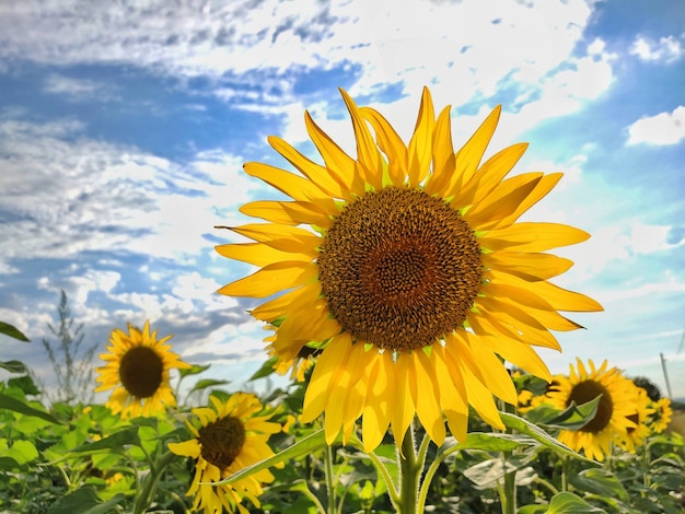 Gran bel girasole