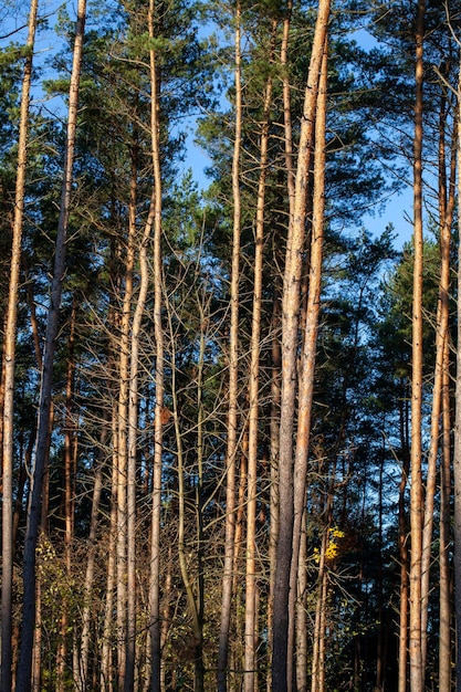 Gran numero di pini nella foresta in Europa