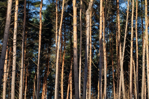 Gran numero di pini nella foresta in Europa