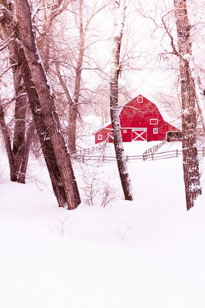 Granaio rosso nella neve sull'allevamento di agnelli.