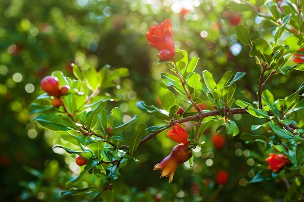 Granata a fiori rossi