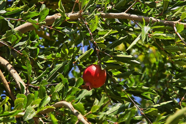 Granato nella città di Eram Garden di Shiraz