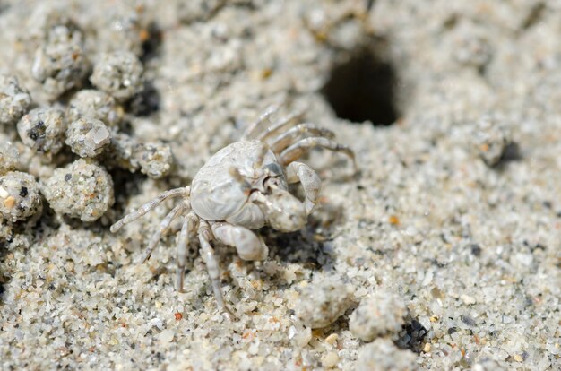 Granchi e granelli di sabbia sulla spiaggia con sfondo sfocato.