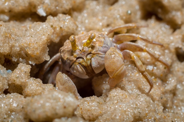 Granchi fantasma (quadrupla di Ocypode)