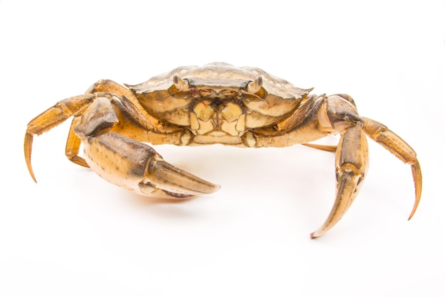 Granchio di mare giallo su sfondo bianco