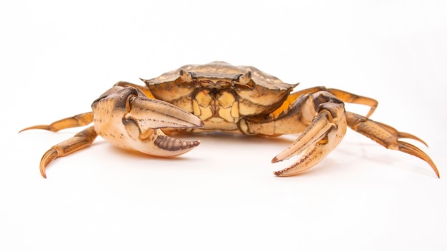 Granchio di mare su uno sfondo bianco