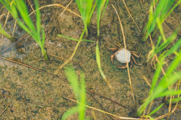 Granchio di Ricefield (granchio d&#39;acqua dolce) nell&#39;azienda agricola del riso di verde della Tailandia del giacimento del riso e agricoltore asiatico i