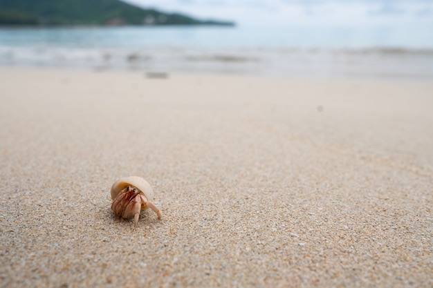 Granchio eremita che cammina sulla bellissima spiaggia.