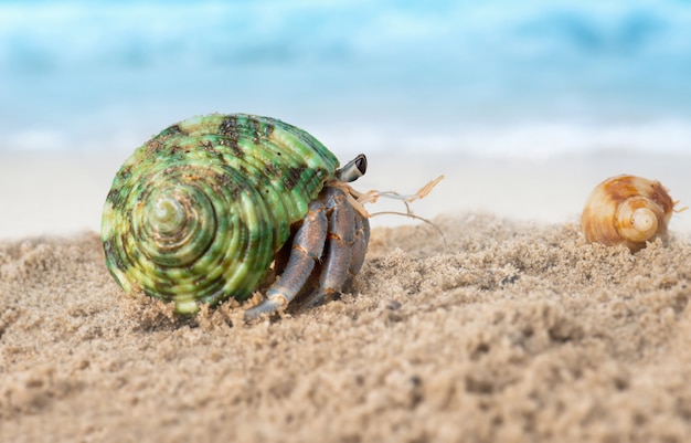 Granchio eremita colorato sulla spiaggia.