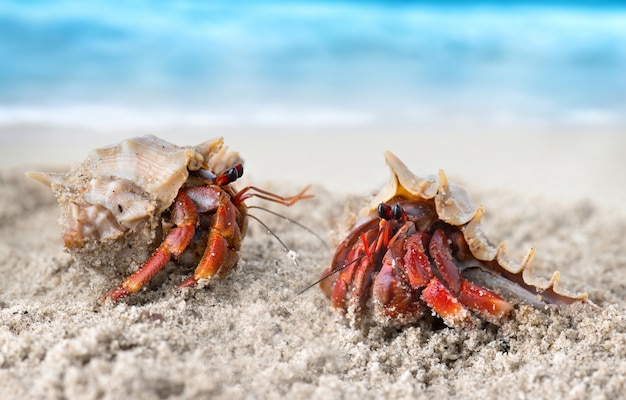 Granchio eremita colorato sulla spiaggia.