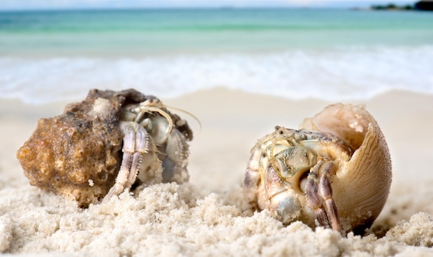 Granchio eremita vivo che cammina sulla sabbia della spiaggia.