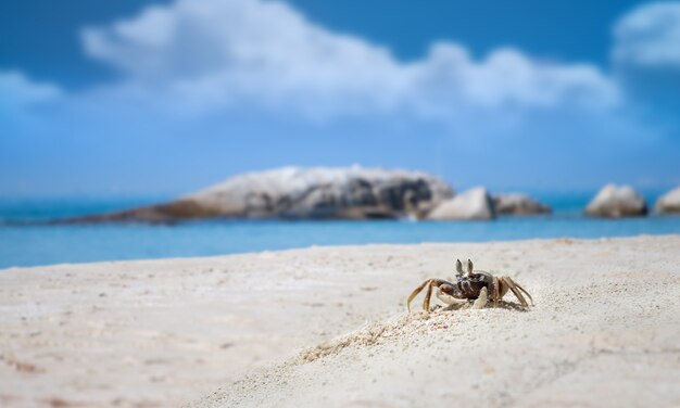 Granchio fantasma sulla sabbia della spiaggia