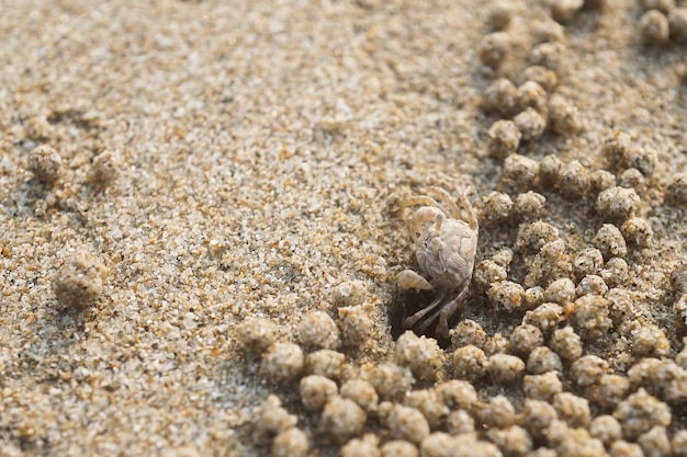 Granchio fantasma sulla spiaggia di sabbia