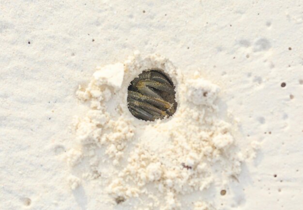 granchio nascosto in un buco di sabbia