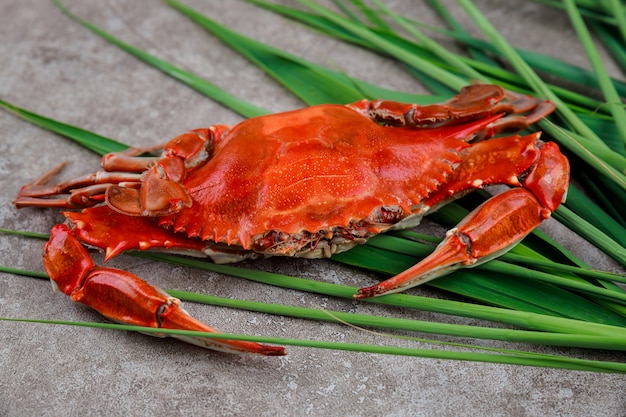 Granchio rosso bollito su sfondo grigio. Frutti di mare.