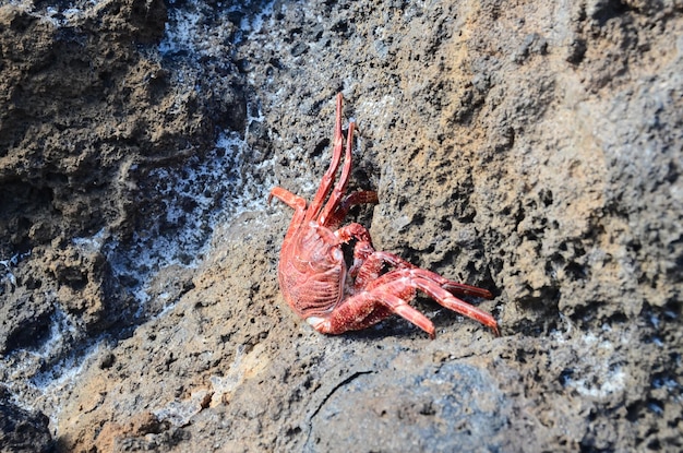 Granchio rosso che scala le rocce vulcaniche nere