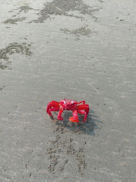 Granchio rosso sulla spiaggia