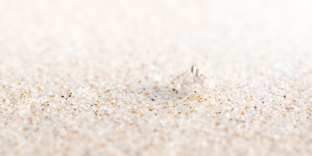 Granchio sulla spiaggia di sabbia bianca Piccolo granchio bianco cammina lateralmente sulla spiaggia Animali natura fauna selvatica scienza zoologia biologia Gioca gioia divertimento concetti Sottile linea di messa a fuoco