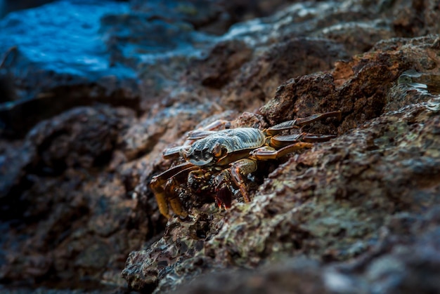 granchio vivo allo stato brado in piedi sugli scogli nel mare