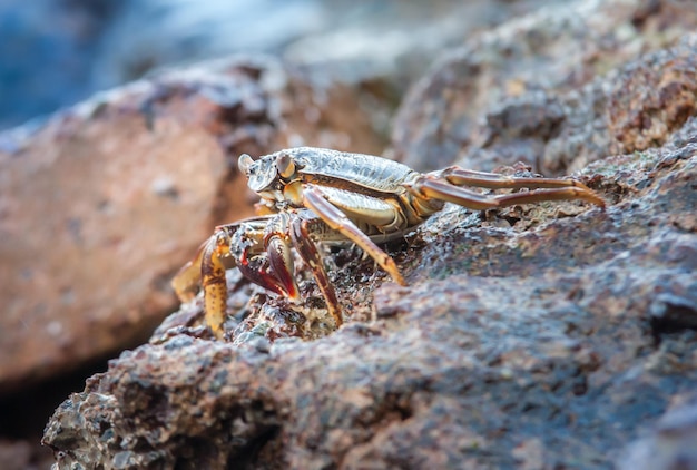 granchio vivo allo stato brado in piedi sugli scogli nel mare