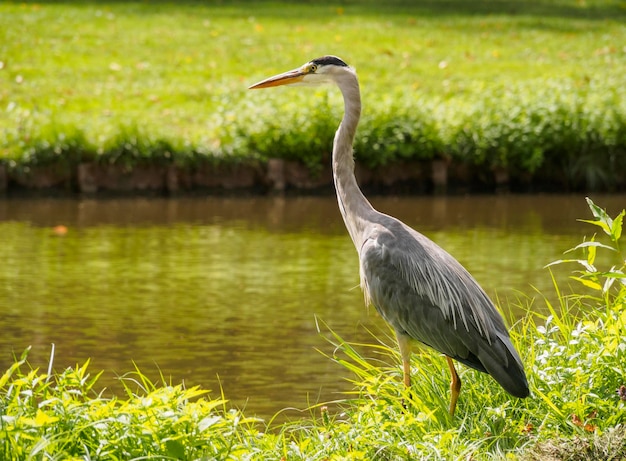 Grande airone cenerino Ardea cinerea uccello sul canale in erba verde in una luminosa giornata di sole in Olanda