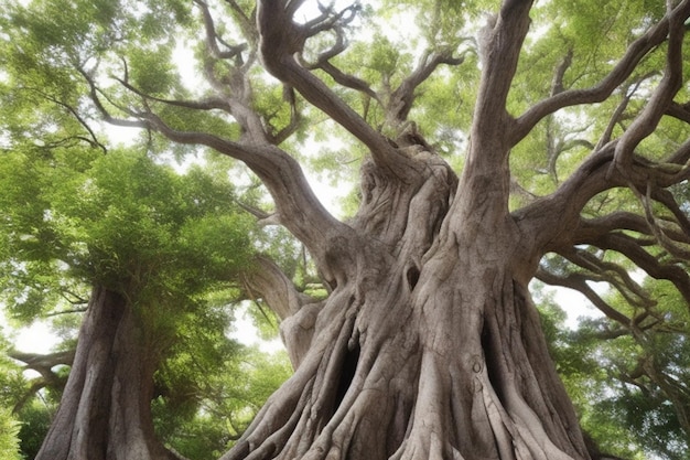 Grande albero Albero piovoso isolato su sfondo bianco Albero tropicale