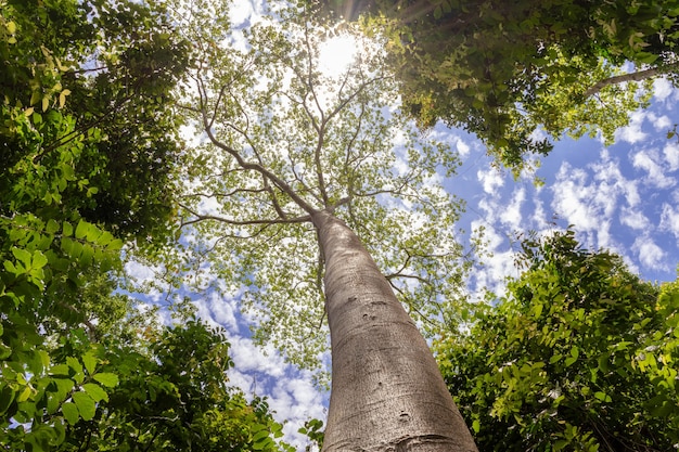 Grande albero con nuvole e luce solare nel cielo vista dal basso verso l'alto