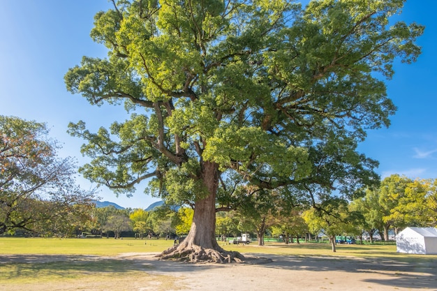 Grande albero con sfondo azzurro vicino al castello di Kumamoto