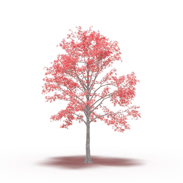 grande albero con un'ombra sotto di esso, isolato su sfondo bianco, illustrazione 3D, rendering cg