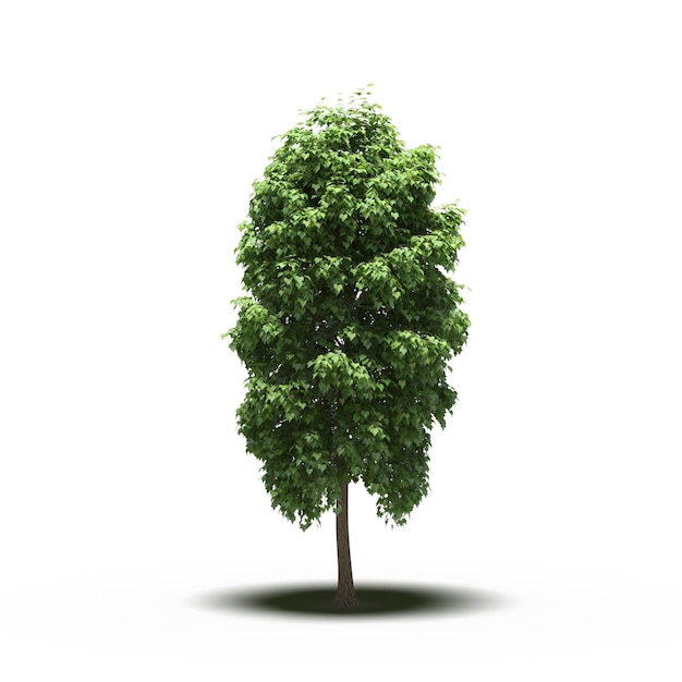 grande albero con un'ombra sotto di esso, isolato su sfondo bianco, illustrazione 3D, rendering cg