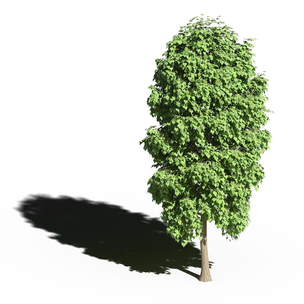 grande albero con un'ombra sotto di esso, isolato su sfondo bianco, illustrazione 3D, rendering cg