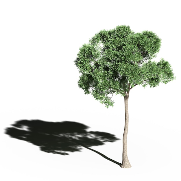 grande albero con un'ombra sotto di esso, isolato su sfondo bianco, illustrazione 3D, rendering cg