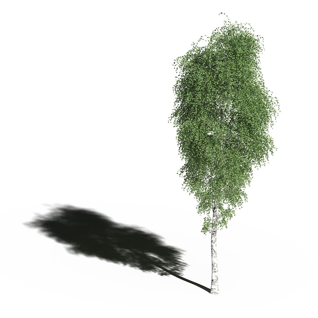 grande albero con un'ombra sotto di esso, isolato su sfondo bianco, illustrazione 3D, rendering cg