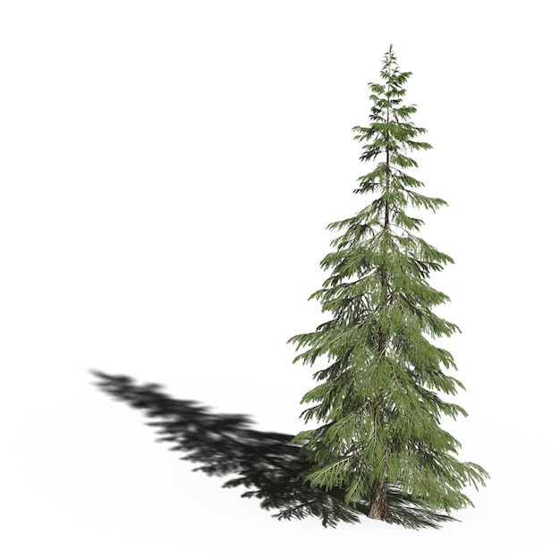 grande albero con un'ombra sotto di esso, isolato su sfondo bianco, illustrazione 3D, rendering cg