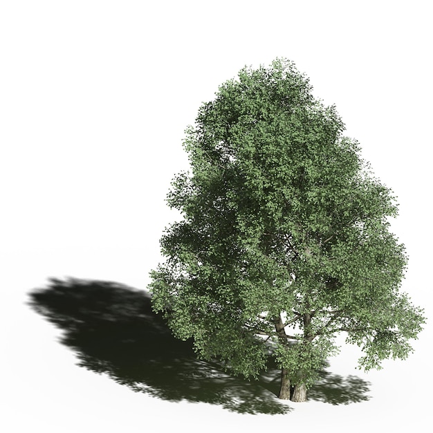 grande albero con un'ombra sotto di esso, isolato su sfondo bianco, illustrazione 3D, rendering cg