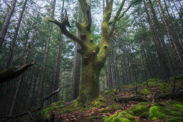 Grande albero coperto di muschio nella mistica foresta nebbiosa Paesaggio drammatico