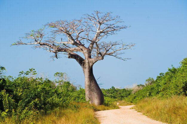 Grande albero del baobab vicino alla strada la savana
