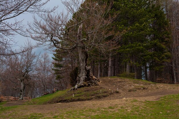 Grande albero del Lago Calamone Parco Nazionale dell'Appennino ToscoEmiliano