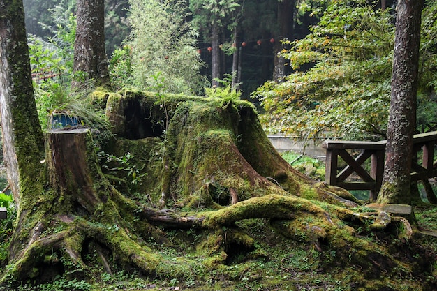 Grande albero della vecchia radice ad area del parco nazionale di Alishan in Taiwan.