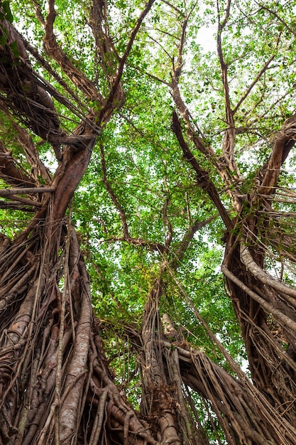 Grande albero di banyan in India