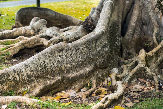 Grande albero di ficus nel giardino botanico Pamplemousses, Mauritius.