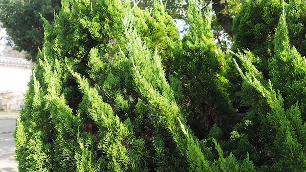 Grande albero di pino giapponese tradizionale di colore verde nel giardino del castello di Himeji nell'area di Kansai