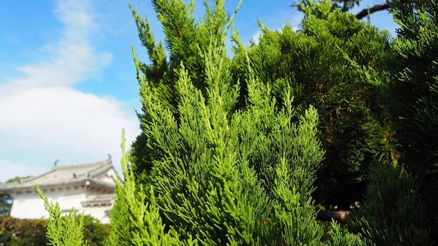 Grande albero di pino giapponese tradizionale di colore verde nel giardino del castello di Himeji nell'area di Kansai