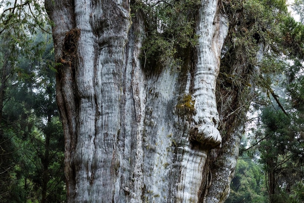 Grande albero gigante nel parco nazionale di Alishan a Taiwan