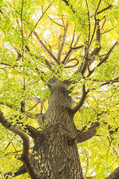 Grande albero in autunno