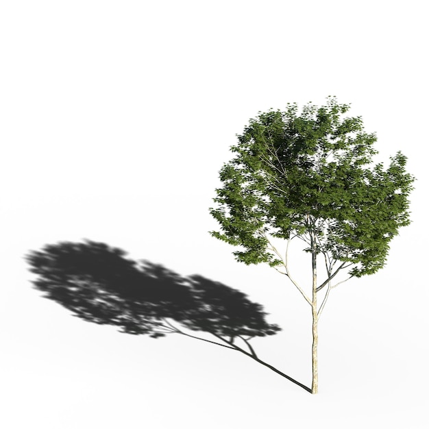 grande albero isolato su sfondo bianco illustrazione 3D cg render