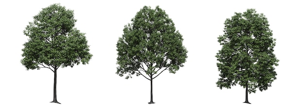 grande albero, isolato su sfondo bianco, illustrazione 3D, rendering cg