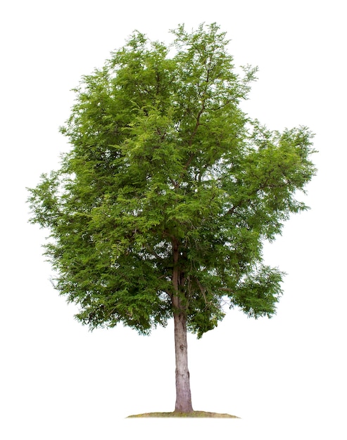 Grande albero isolato su sfondo bianco